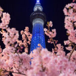 東武橋付近から夜桜見物！見頃の河津桜と夜の東京スカイツリー
