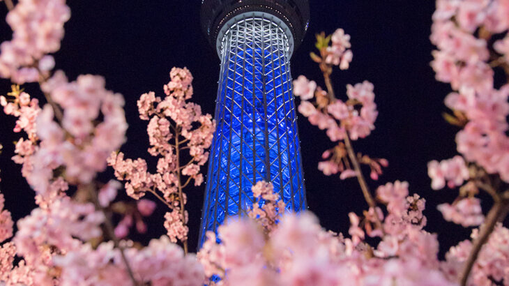 東武橋付近から夜桜見物！見頃の河津桜と夜の東京スカイツリー